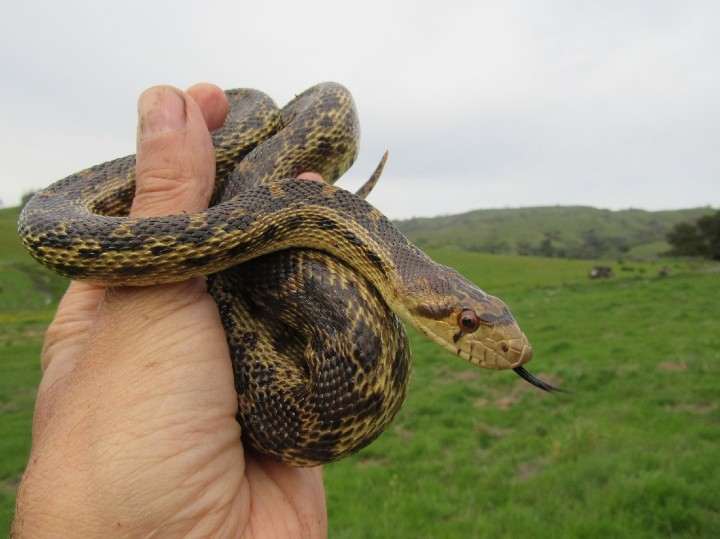 Pacific Gopher Snake